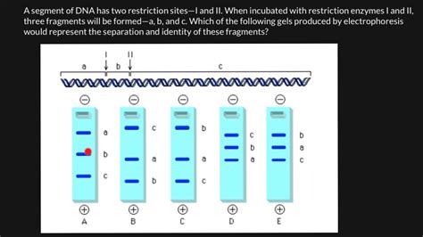 how to read electrophoresis